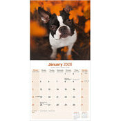 Calendrier 2026 Boston Terrier