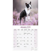 Calendrier 2025 Boston Terrier Chiot