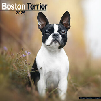 Calendrier 2025 Boston Terrier