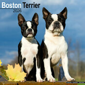 Calendrier Mural 2026 Boston Terrier