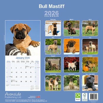 Calendrier 2026 Bullmastiff