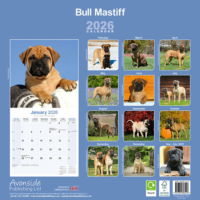 Calendrier papier 2026 Bull mastiff