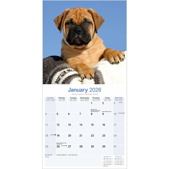 Calendrier 2026 Bull mastiff