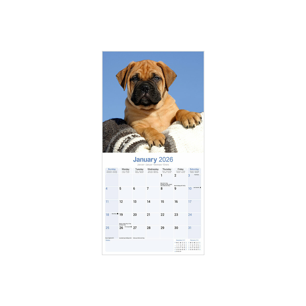 Calendrier Mural 2025 Chien de Race Bullmastiff Molosse Bull Mastiff