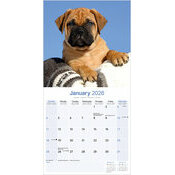 Calendrier 2026 Bull mastiff