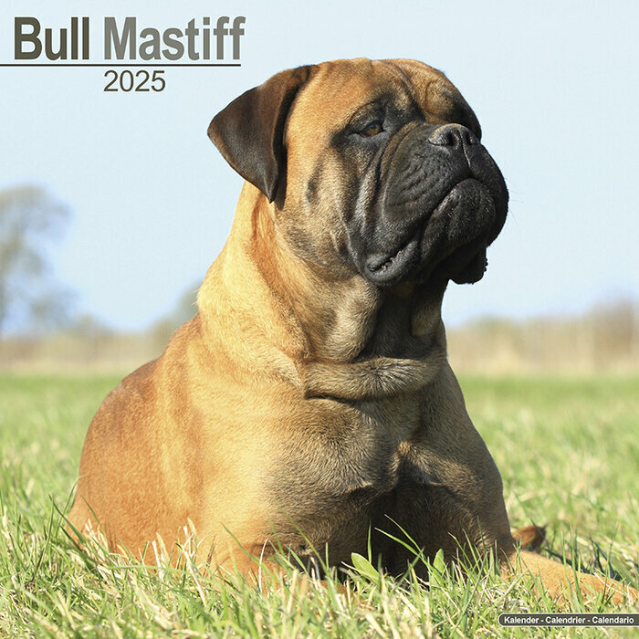 Calendrier Mural 2025 Bull mastiff