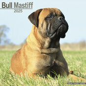Calendrier Mural 2025 Bull mastiff