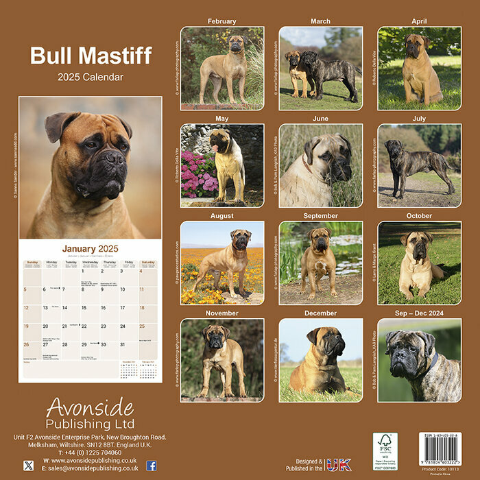 Calendrier Mural 2025 Bullmastiff