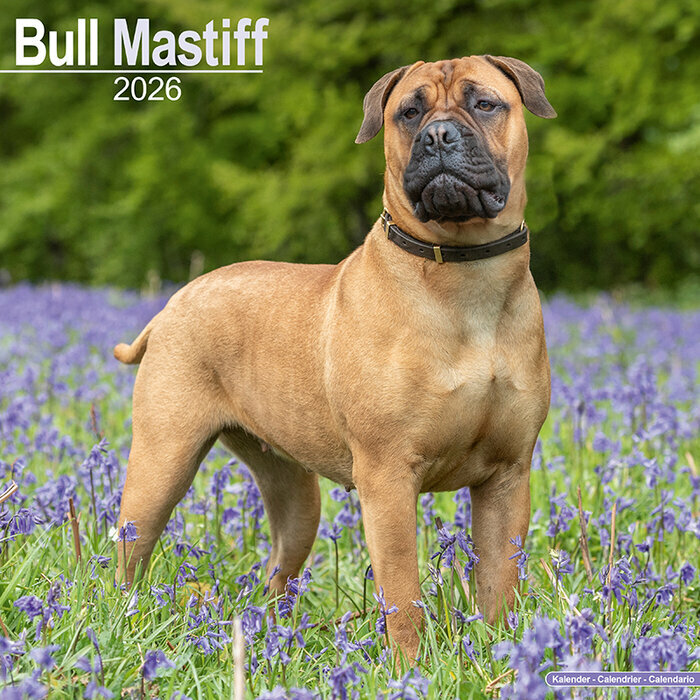 Calendrier Mural 2026 Bull mastiff