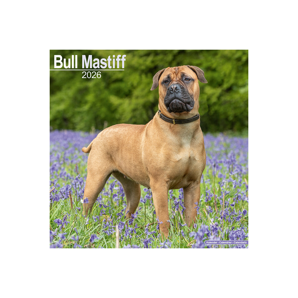Calendrier Mural 2025 Chien de Race Bullmastiff Molosse Bull Mastiff