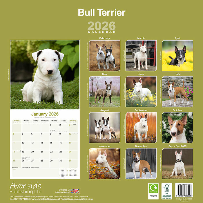 Calendrier papier 2026 Bull Terrier