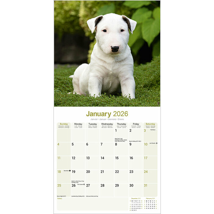 Calendrier 2026 Bull Terrier