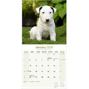 Calendrier 2026 Bull Terrier