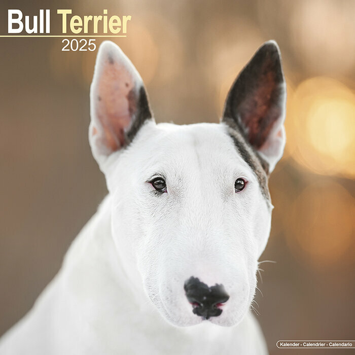 Calendrier 2025 Bull Terrier Tte