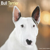Calendrier 2025 Bull Terrier Tte