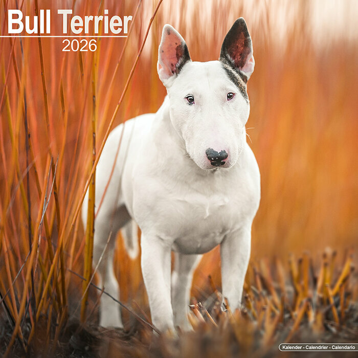 Calendrier Mural 2026 Bull Terrier