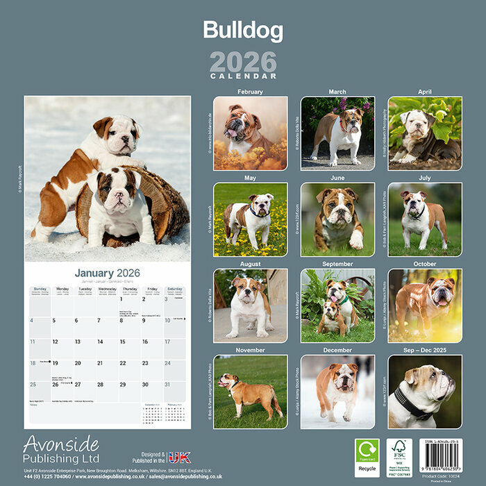 Calendrier mural Bulldog Anglais 2026