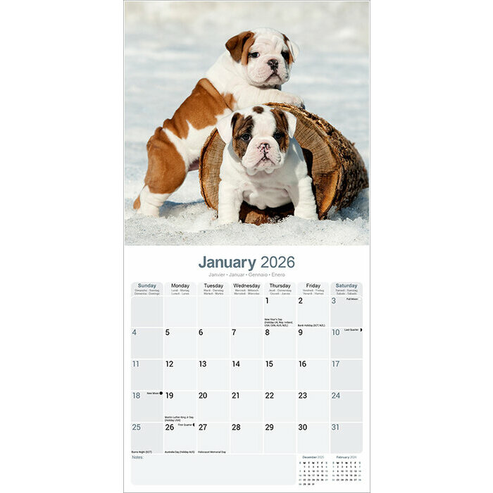 Calendrier papier Bulldog Anglais 2026