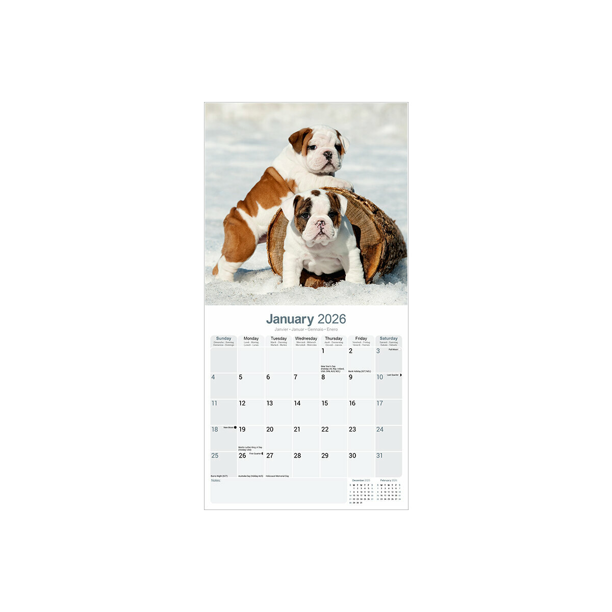 Calendrier Mural 2025 Chien de Race Bulldog Anglais Molosse Bulldog