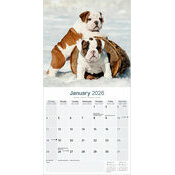 Calendrier papier Bulldog Anglais 2026
