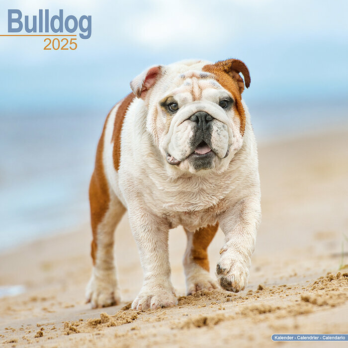 Calendrier Bulldog Anglais 2025