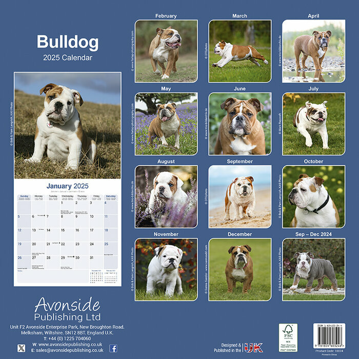 Calendrier Bulldog Anglais Mural 2025