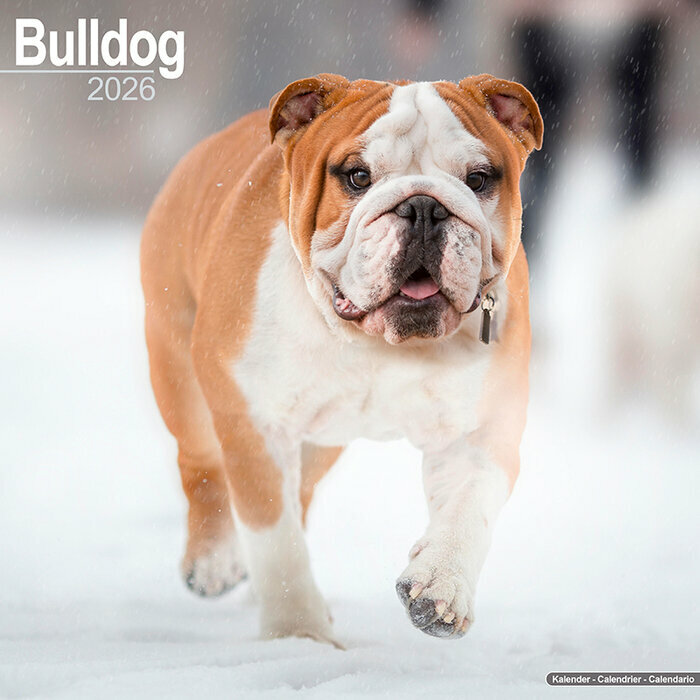 Calendrier Bulldog Anglais 2026