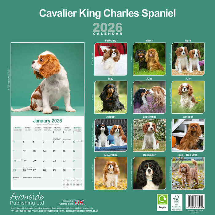 Calendrier mural Cavalier King Charles 2025