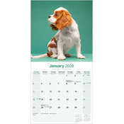 Calendrier papier Cavalier King Charles 2026