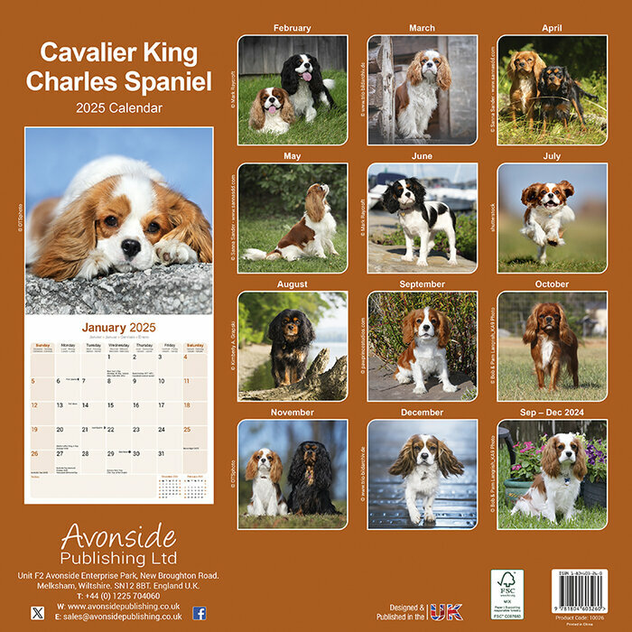 Calendrier Mural 2025 Cavalier King Charles
