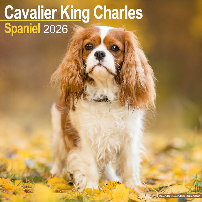 Calendrier Cavalier King Charles 2026