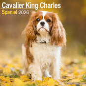 Calendrier Cavalier King Charles 2026
