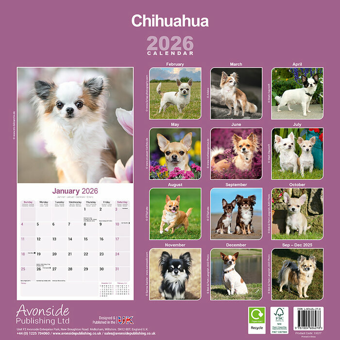 Calendrier mural Chihuahua Poil long 2026
