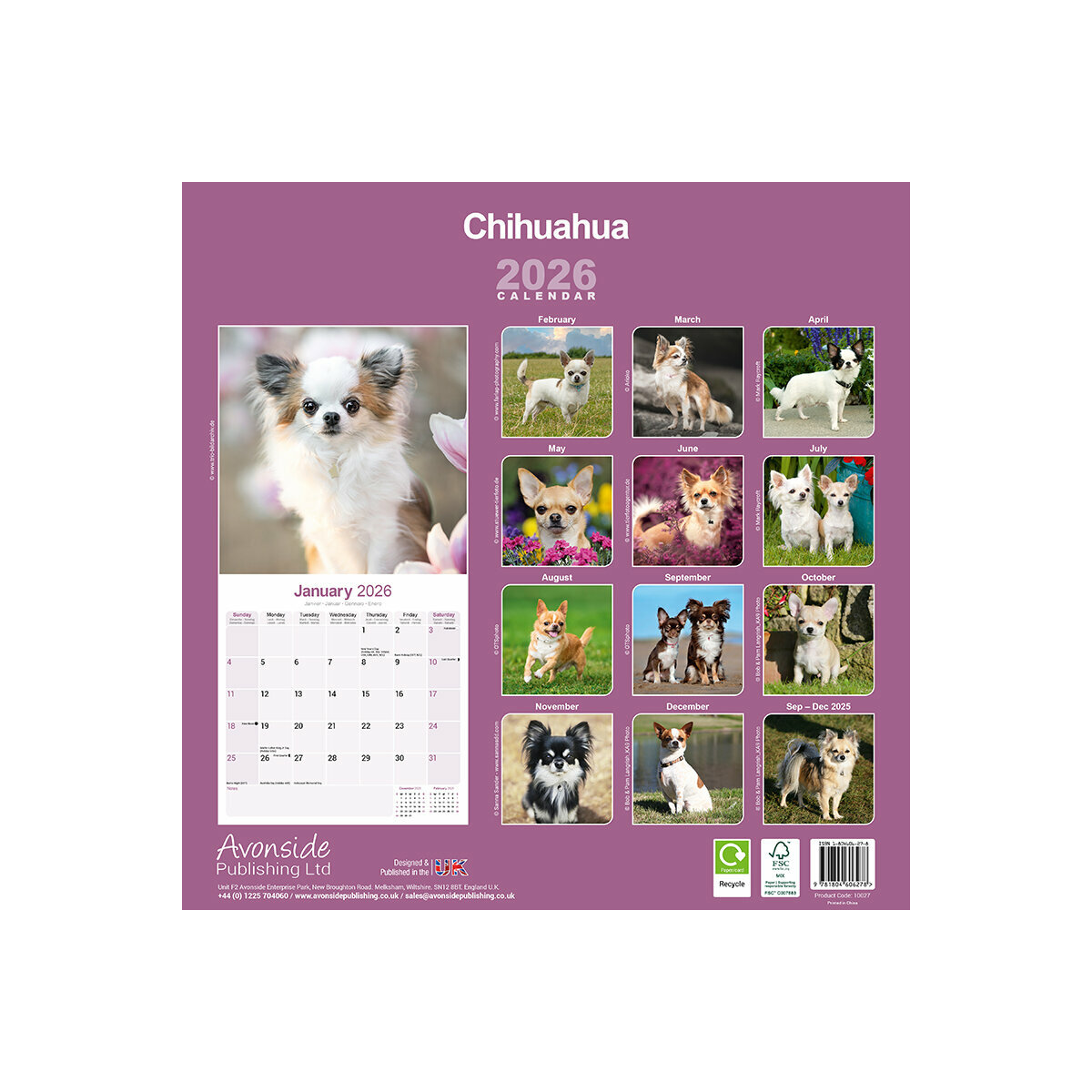 Calendrier Mural 2025 Chien de Race Chihuahua Poil Long Chihuahua Poil