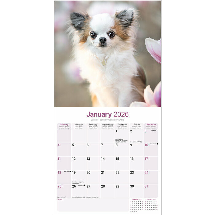 Calendrier papier Chihuahua Poil long 2026