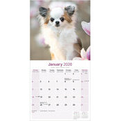 Calendrier papier Chihuahua Poil long 2026