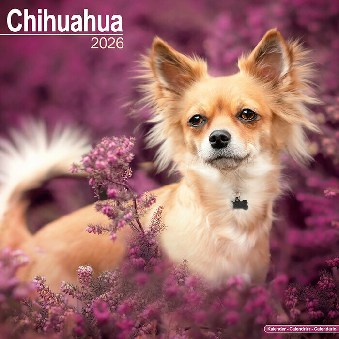 Calendrier Chihuahua Poil long 2026
