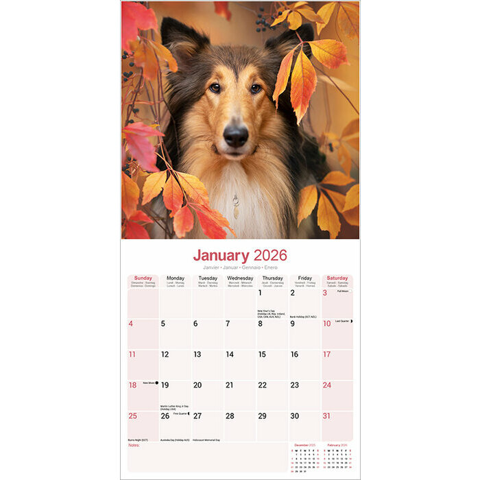 Calendrier 2026 Berger Ecossais Colley
