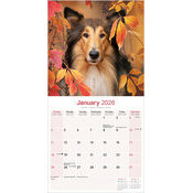 Calendrier 2026 Berger Ecossais Colley