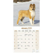 Calendrier Chiot Colley @ANAEC@