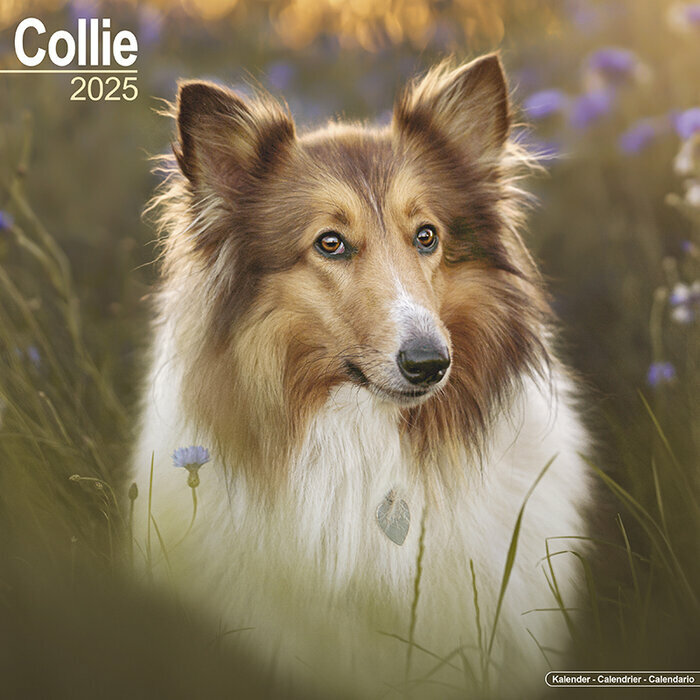 Calendrier 2025 Colley tête 
