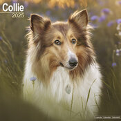 Calendrier 2025 Colley tête 