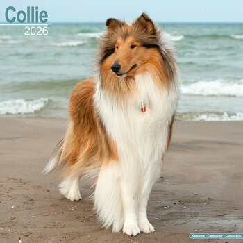 Calendrier 2026 Colley