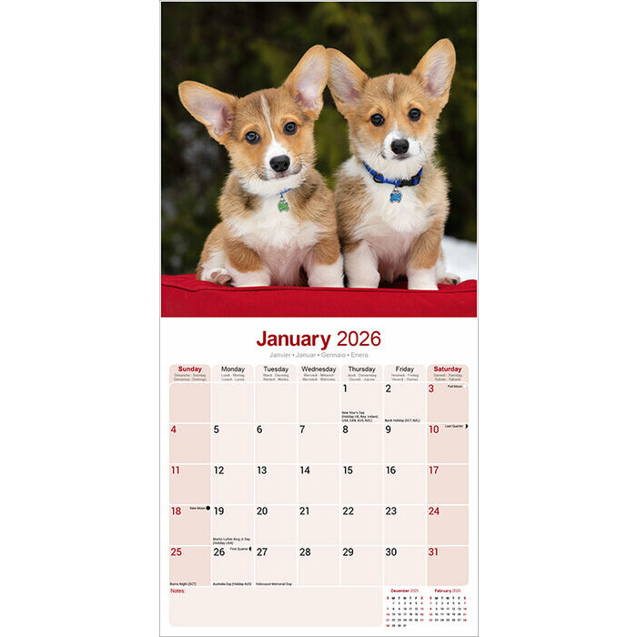 Calendrier 2026 Welsh Corgi