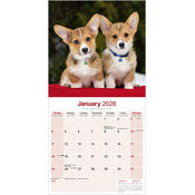 Calendrier 2026 Welsh Corgi