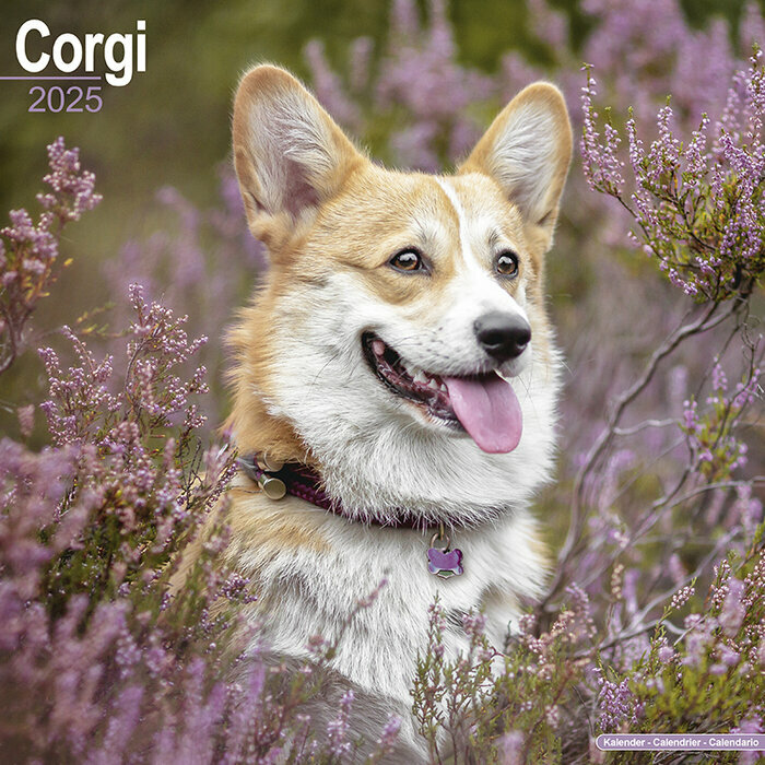 Calendrier Chien de Race Corgi 2025