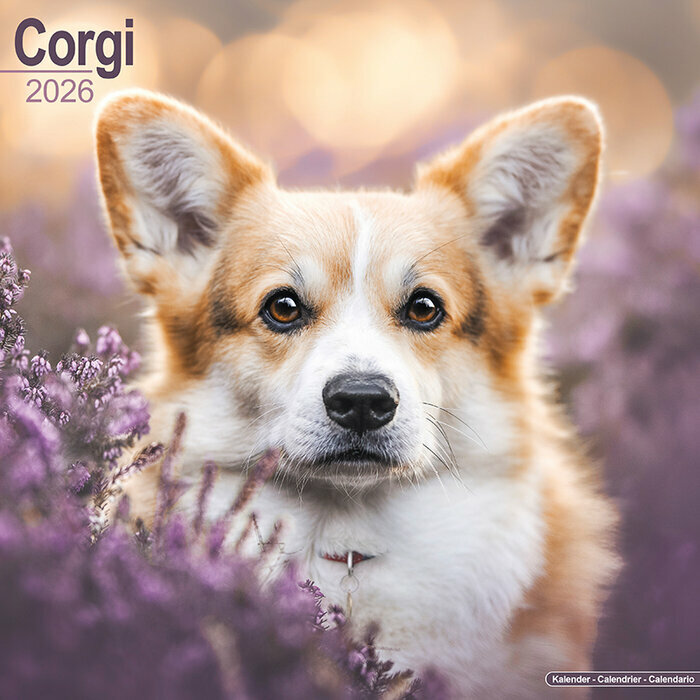 Calendrier Mural 2026 Welsh Corgi