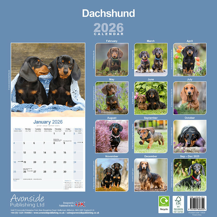 Calendrier papier 2026 Teckel Poil Lisse Poil Long