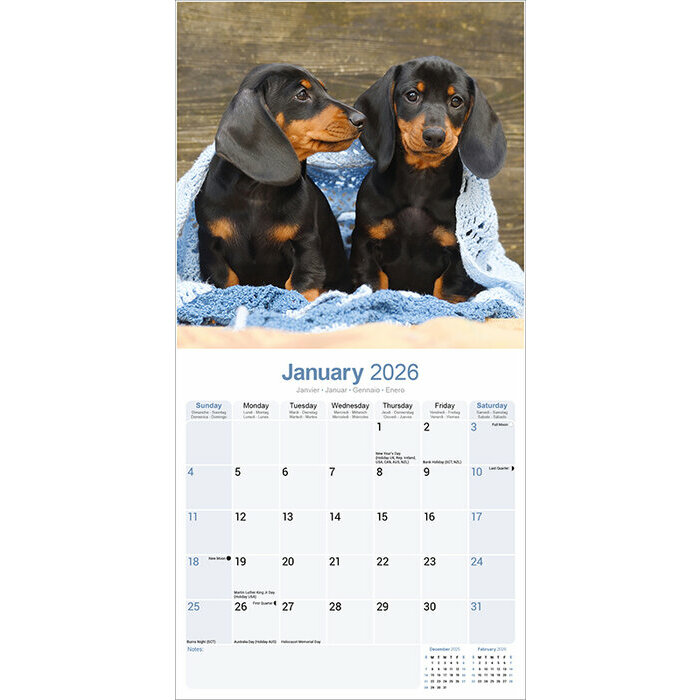 Calendrier 2026 Teckel Poil Lisse Poil Long