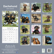 Calendrier Mural 2025 Teckel Poil Lisse Poil Long